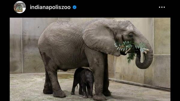 小象的诞生创造了历史在印第安纳动物园看到好奇的小牛和妈妈的关系